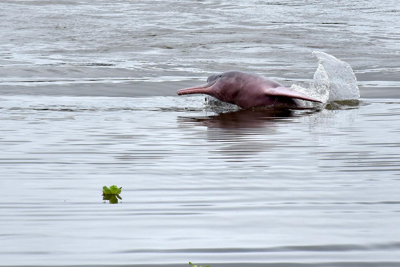 Yaku Amazon Lodge & Expeditions Paraíso 외부 사진