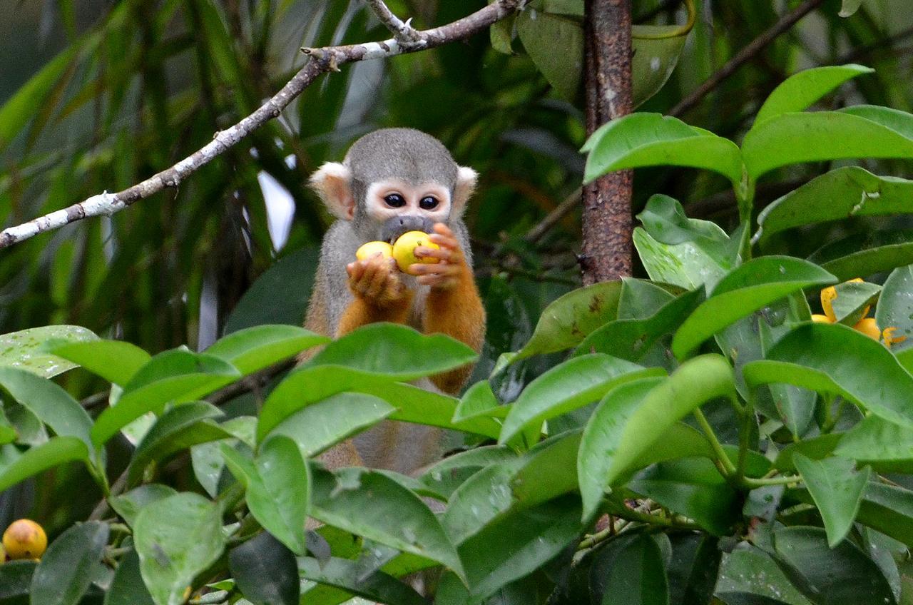 Yaku Amazon Lodge & Expeditions Paraíso 외부 사진