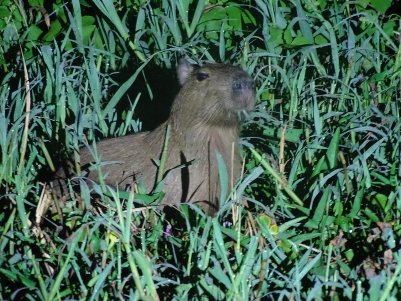 Yaku Amazon Lodge & Expeditions Paraíso 외부 사진